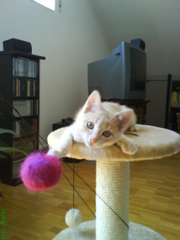 lazy_sammy lazy_sammy